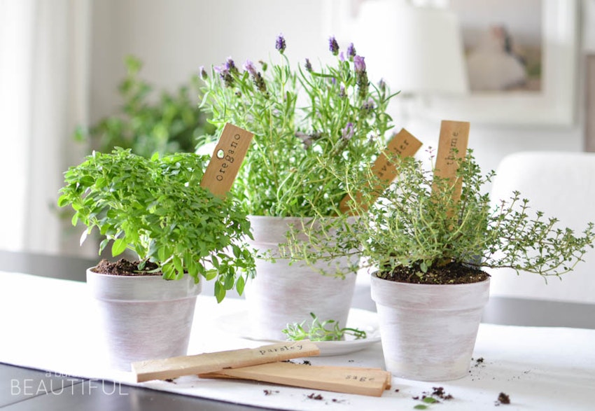 3 Ways to Freeze Fresh Herbs