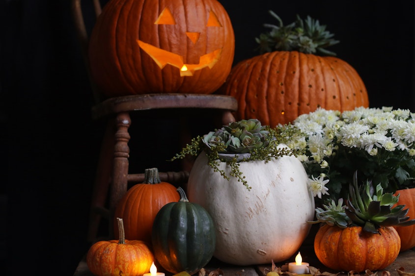 Pumpkin Patch 17 Pumpkin Patch 17