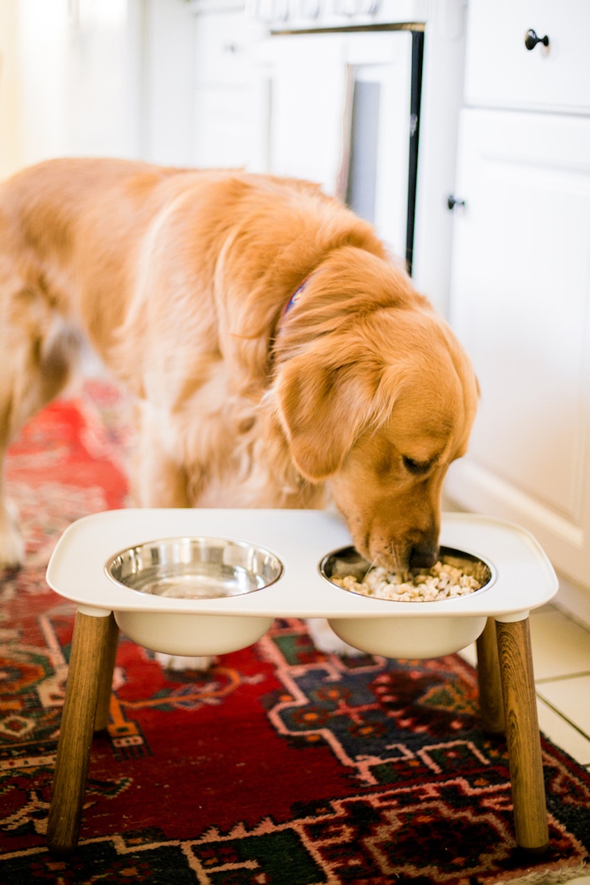 How to Make Homemade Dog Food for Your Pup