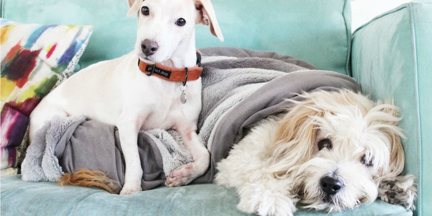 6 Feng Shui Essentials for Happy Pets