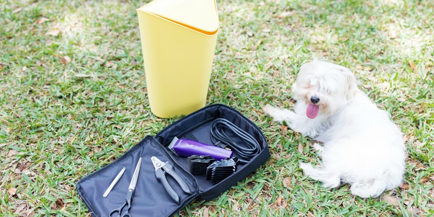 Everything You Need to Know About Grooming Your Dog at Home