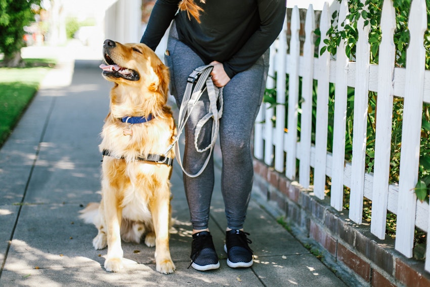 5 Dog Walking Tips for Your Furry Best Friend